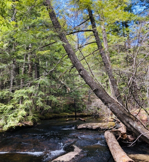 A serene forest scene with a creek, tall trees, and a fallen log under a clear blue sky.