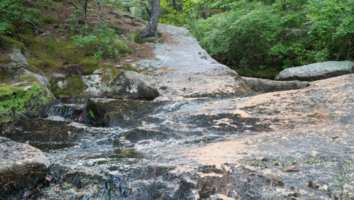 A rocky stream flows through a lush green forest, surrounded by moss and trees.