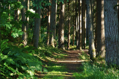 A sunlit forest path winding through tall trees and lush greenery.