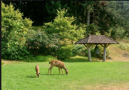 Two deer grazing on a green lawn near a wooden gazebo surrounded by trees and shrubs.