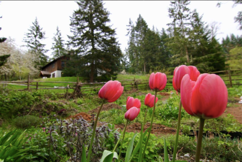 A garden with pink tulips in the foreground and a rustic house surrounded by trees in the background.