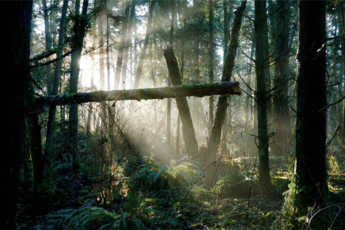 Sunlight filters through misty trees in a lush forest, creating a serene and magical atmosphere.