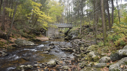 A serene forest scene with a stream, rocky banks, and a small bridge surrounded by autumn foliage.