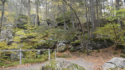 A forest path surrounded by moss-covered rocks and trees, with autumn leaves scattered on the ground.