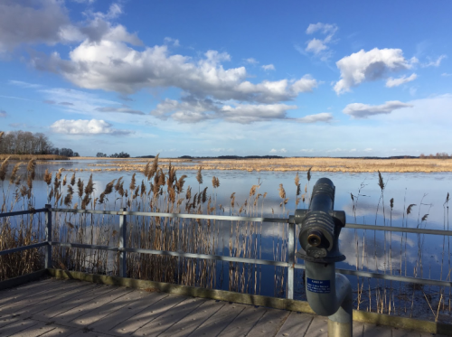 A scenic view of a calm lake with tall grasses, under a blue sky with fluffy clouds, from a wooden observation deck.