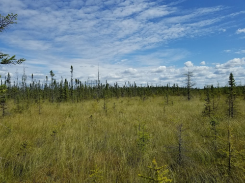A vast landscape of tall grass and scattered trees under a blue sky with fluffy clouds.