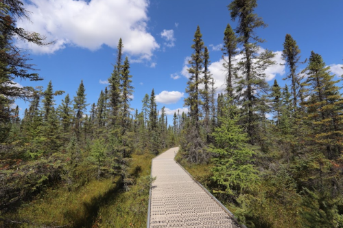 A wooden boardwalk winding through a lush forest of tall evergreen trees under a blue sky with fluffy clouds.