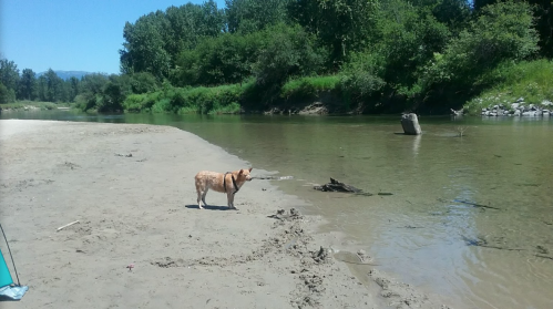 A dog stands on a sandy riverbank, looking at the water surrounded by greenery and trees under a clear blue sky.