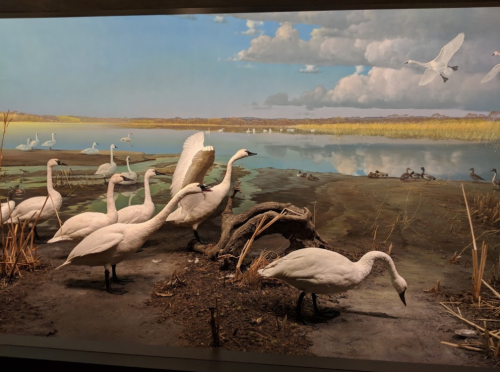 A serene wetland scene with several white swans near water, surrounded by tall grasses and a blue sky.