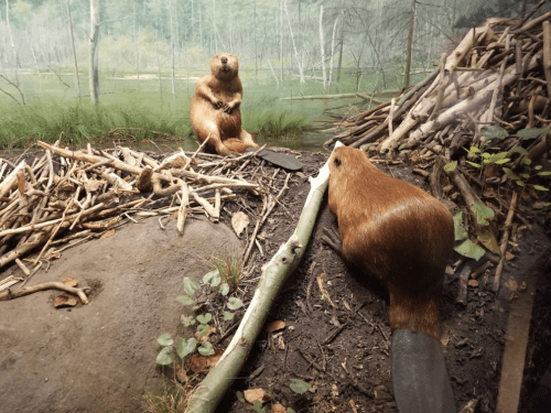 Two beavers near a lodge made of sticks, surrounded by greenery and water in a natural habitat setting.