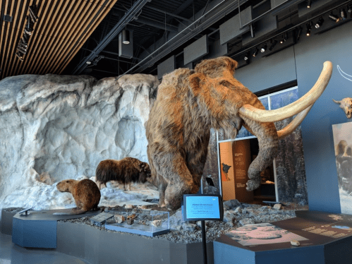 A museum exhibit featuring a life-sized woolly mammoth and other prehistoric animals in a naturalistic setting.