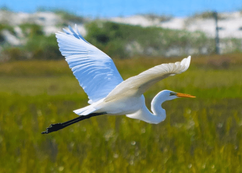 A white heron in flight over a green marshland, with a blue sky in the background.