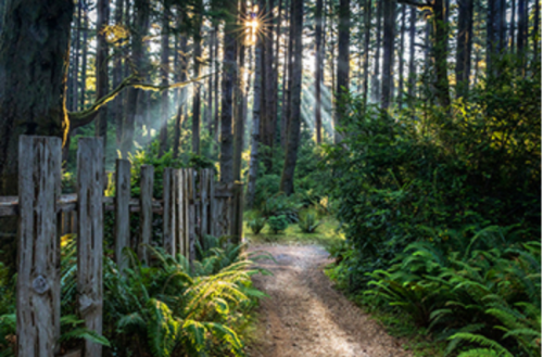 A serene forest path lined with ferns, sunlight streaming through tall trees, creating a peaceful atmosphere.