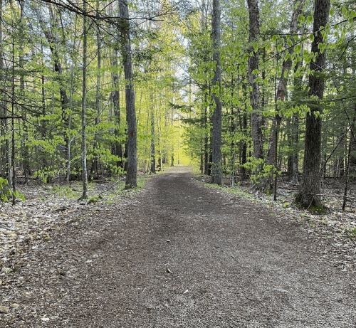 A serene forest path lined with trees, sunlight filtering through fresh green leaves.