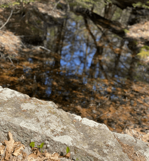 A rocky edge beside a calm pond, reflecting trees and blue sky, surrounded by fallen leaves.