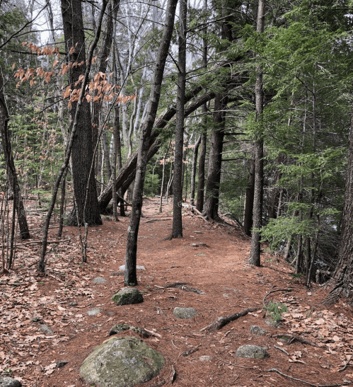 A narrow forest path lined with trees and scattered rocks, surrounded by fallen leaves and greenery.