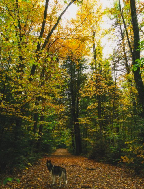 A dog stands on a forest path surrounded by tall trees with vibrant autumn leaves.