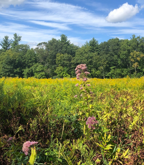 A vibrant field of yellow and green plants with a tall pink flower in the foreground, under a blue sky with clouds.