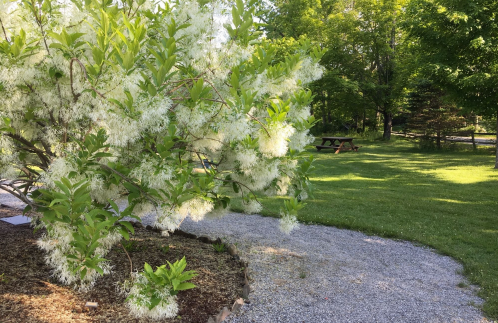 A flowering tree with white blossoms beside a gravel path, leading to a grassy area with a picnic table in the background.