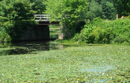 A serene pond covered in lily pads, with a wooden bridge and lush greenery surrounding the water.