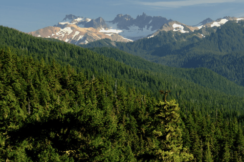 A lush green forest with towering mountains in the background, partially covered in snow under a clear blue sky.