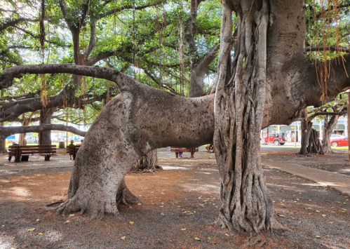 A large, gnarled tree with sprawling branches and roots in a park setting, surrounded by benches and a pathway.