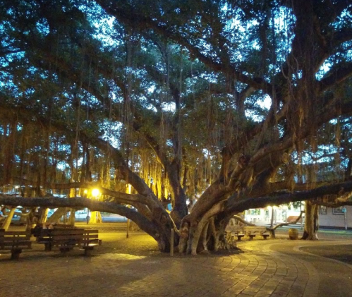 A large, sprawling tree with hanging vines in a dimly lit park, surrounded by benches and soft glowing lights.