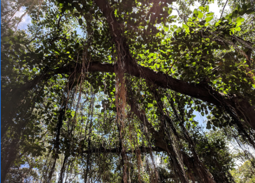 A view of lush green leaves and hanging vines from below a tree, with sunlight filtering through the canopy.