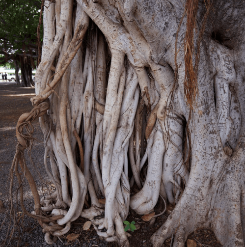 A close-up of a large tree trunk with intricate, twisted roots and carvings on the bark.