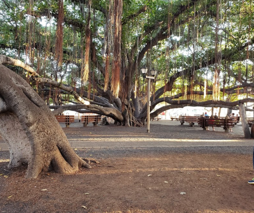 A large, sprawling tree with hanging roots and a shaded area featuring benches in a park setting.