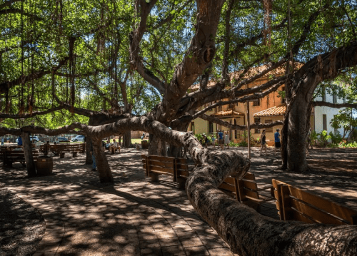 A shaded park area with large trees, benches, and a building in the background, creating a peaceful outdoor setting.
