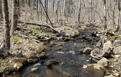 A serene forest stream flows over rocks, surrounded by trees and emerging green plants in early spring.