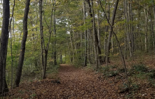 A serene forest path covered in fallen leaves, surrounded by tall trees with green and yellow foliage.