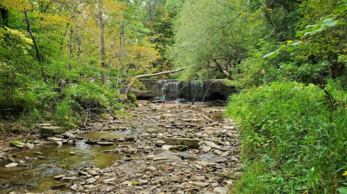 A serene forest scene featuring a small waterfall surrounded by lush greenery and rocky terrain.