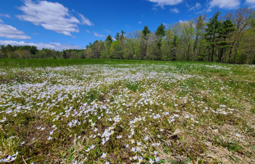 A vibrant field of small white flowers under a blue sky, surrounded by green trees and fluffy clouds.