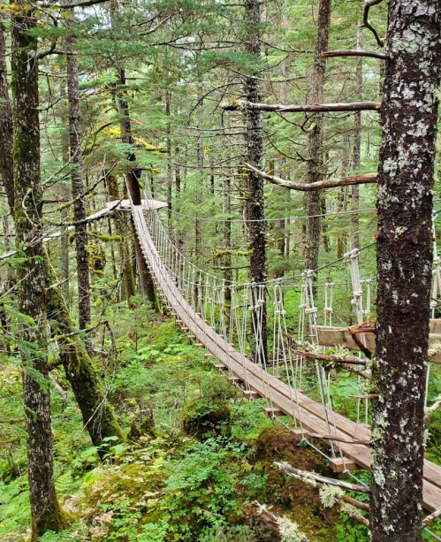 A wooden suspension bridge stretches between trees in a lush, green forest.