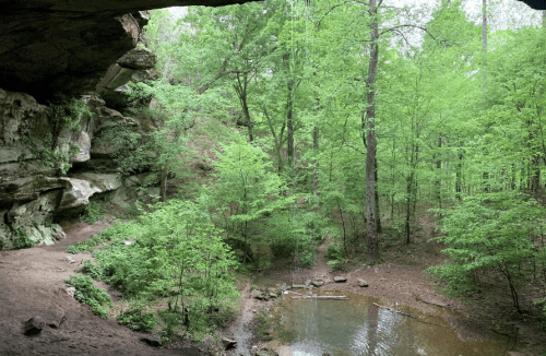 A serene forest scene with lush green trees, a small stream, and rocky cliffs under a cave opening.