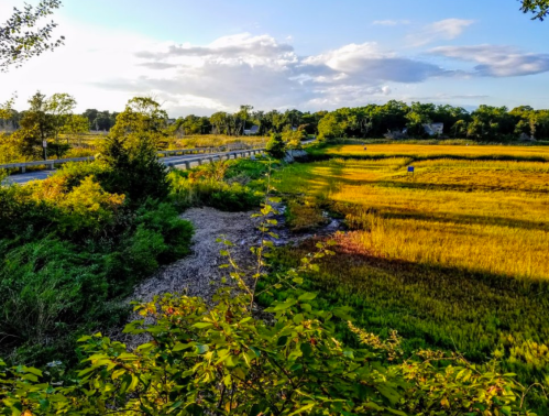 A scenic view of golden rice fields bordered by greenery and a winding road under a blue sky with scattered clouds.