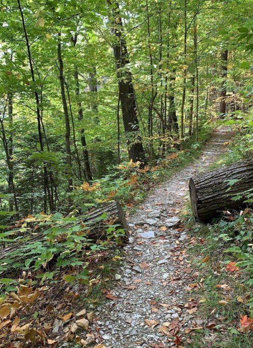 A winding gravel path through a lush green forest, flanked by fallen logs and vibrant autumn foliage.