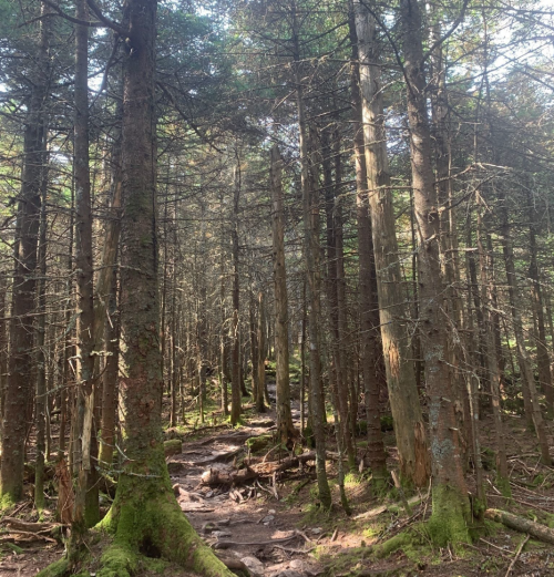 A serene forest scene with tall trees and a winding dirt path surrounded by moss and underbrush.