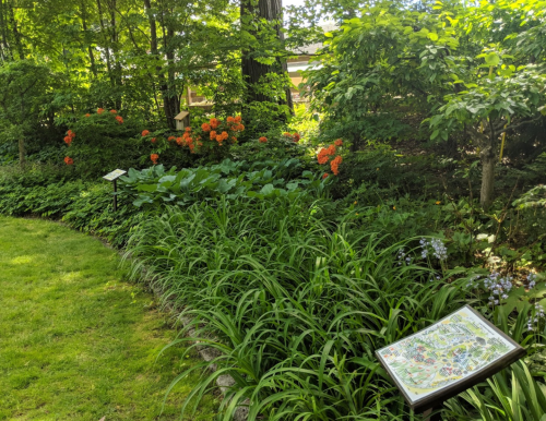 Lush garden with green foliage, vibrant orange flowers, and informational signs among the plants.