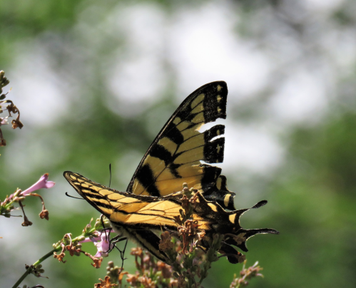 A close-up of a yellow and black butterfly perched on pink flowers, with a blurred green background.