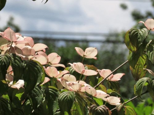 Delicate pink and green leaves against a blurred background of trees and cloudy sky.