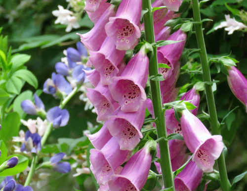 Close-up of pink foxglove flowers with purple blooms and green foliage in the background.