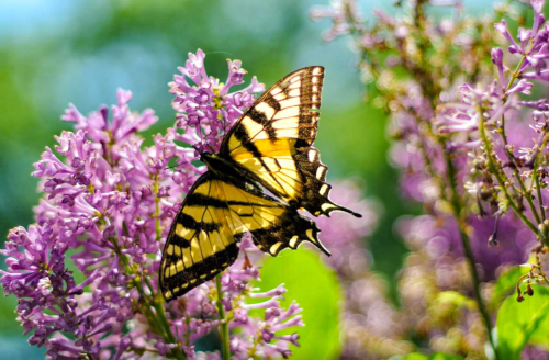 A vibrant yellow and black butterfly perched on purple lilac flowers, surrounded by greenery.
