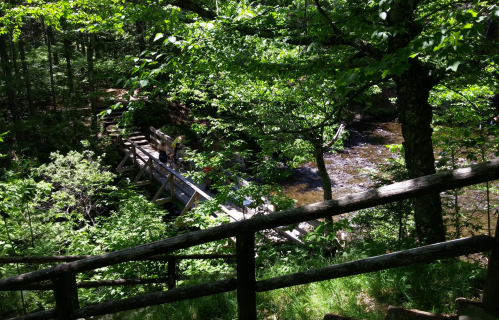 A wooden bridge crosses a stream, surrounded by lush green trees and foliage in a serene forest setting.