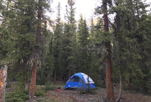 A blue tent set up among tall green trees in a forested area, with rocky ground and scattered pine needles.