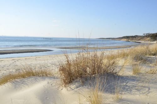 A serene beach scene with sand dunes, tall grass, and calm water under a clear blue sky.