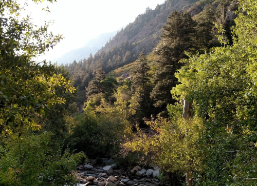 A serene landscape featuring lush green trees and a rocky stream, set against a mountainous backdrop.