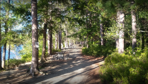 A serene forest path lined with tall trees, leading towards a lake, with benches along the way.